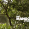 The Mango Story – Teaser